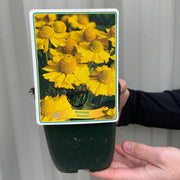 Helenium 'Kanaria' 1L -