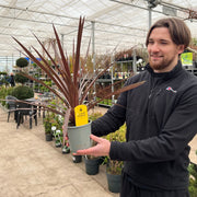Cordyline australis 'Red Star' (3 sizes available) -