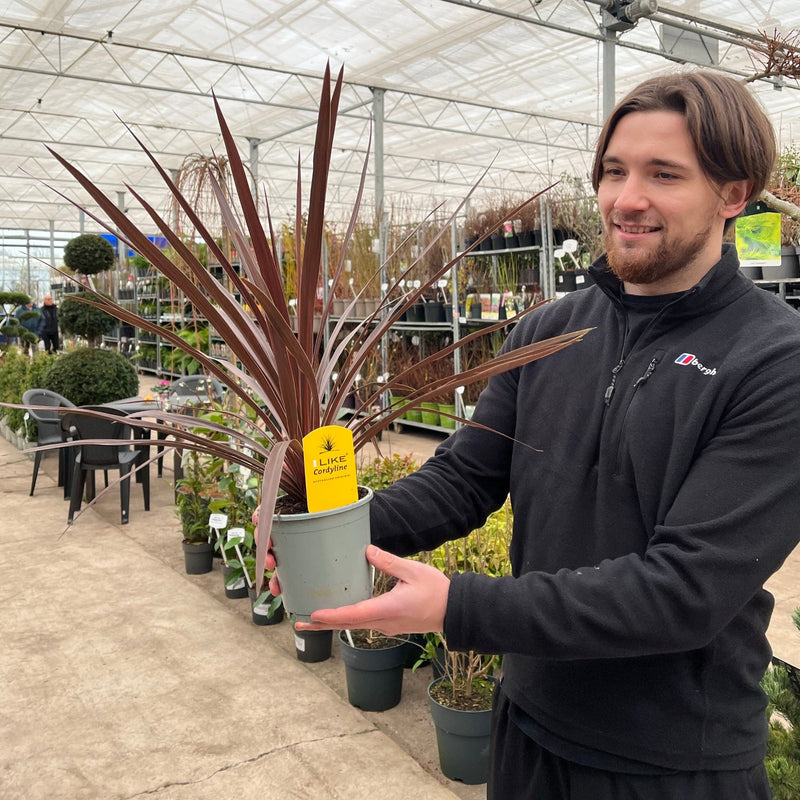 Cordyline australis 'Red Star' (3 sizes available) -
