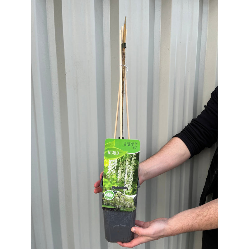 Wisteria sinensis 'Alba' (White) 60cm -