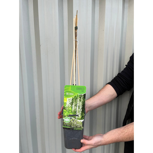 Wisteria sinensis 'Alba' (White) 60cm -