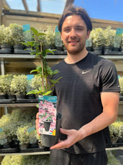 Clematis 'Nelly Moser' 60cm -