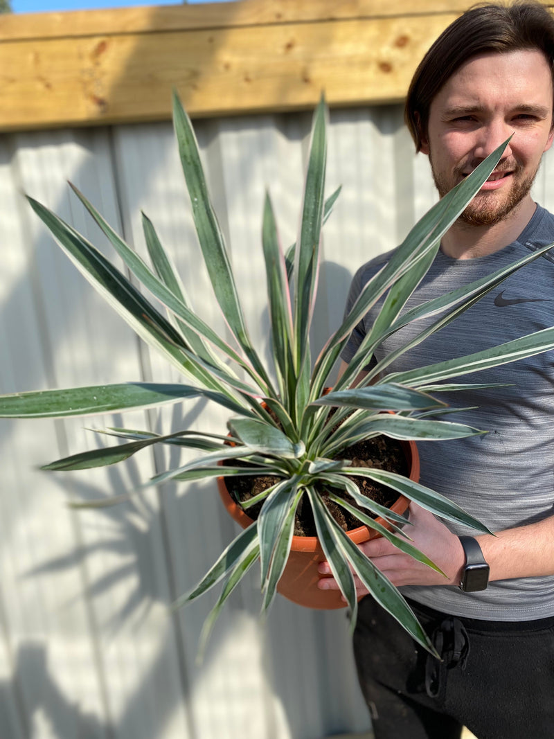 Yucca Variegata 7.5L -