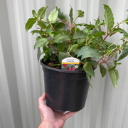 Hardy Fuchsia 'Snowcap' 9cm / 3L -
