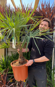 Trachycarpus Fortunei 3L / 7L / 12L -
