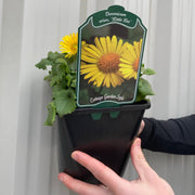 Doronicum caucasicum 'Little Leo' 2L -