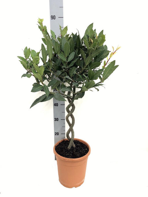 Double Spiral Stem Standard Bay Tree | Laurus nobilis | 75-85cm -