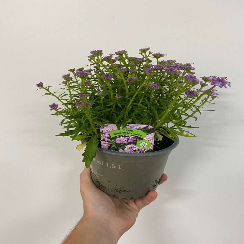 Iberis 'Mermaid Lavender' 9cm/1.5L -