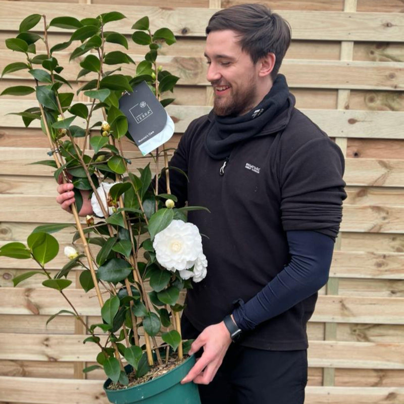 Camellia japonica 'Nuccio's Gem' 2L / 5L (100cm) -