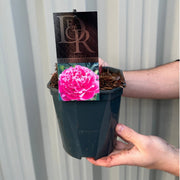 Peony 'Alexander Fleming' 1L -