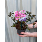 Rhododendron 'Geisha Purple' 1L -