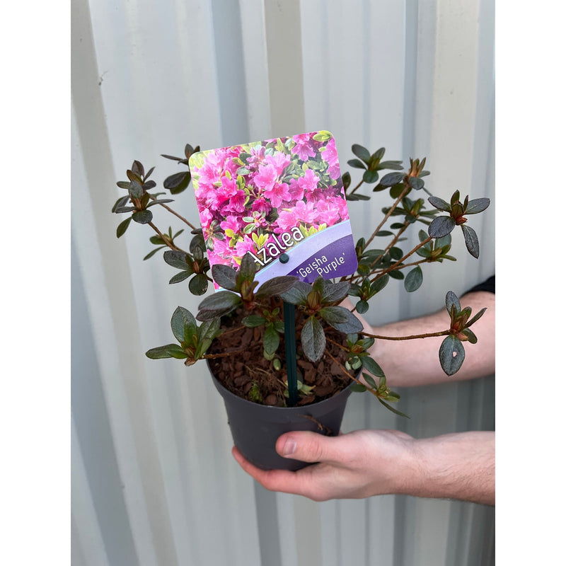 Rhododendron 'Geisha Purple' 1L -