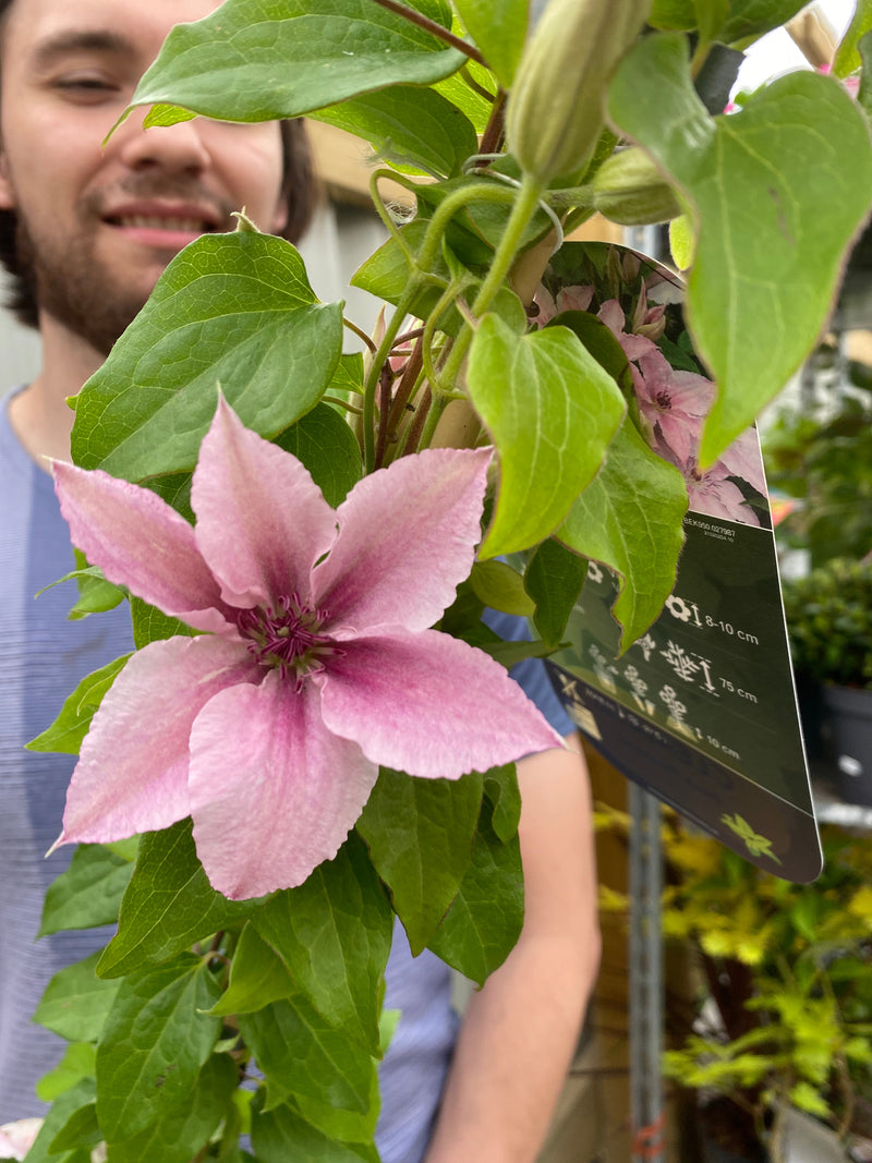 Clematis 'Pink Fantasy' 90-95cm -