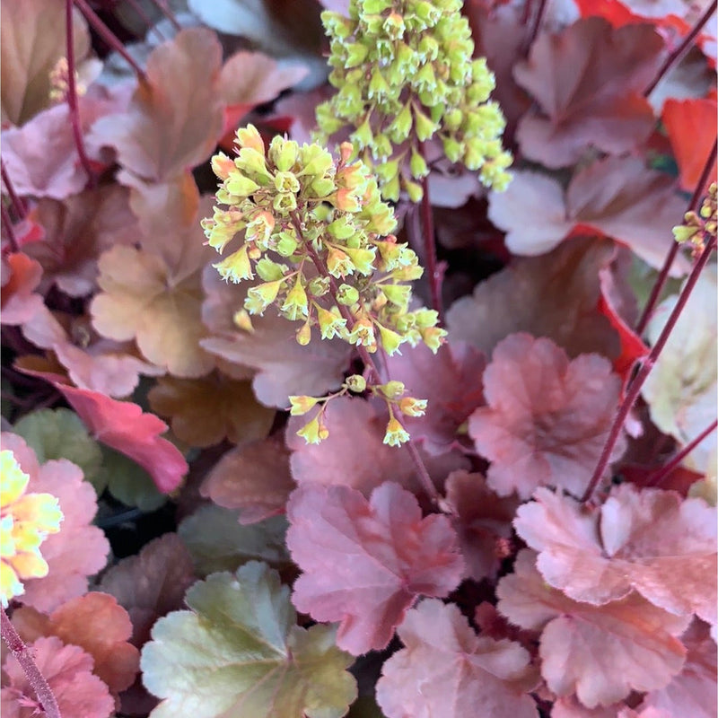 Heuchera 'Blondie' 2L -