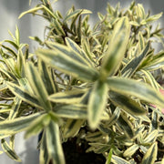 Hebe 'Eyecatcher' 2L -