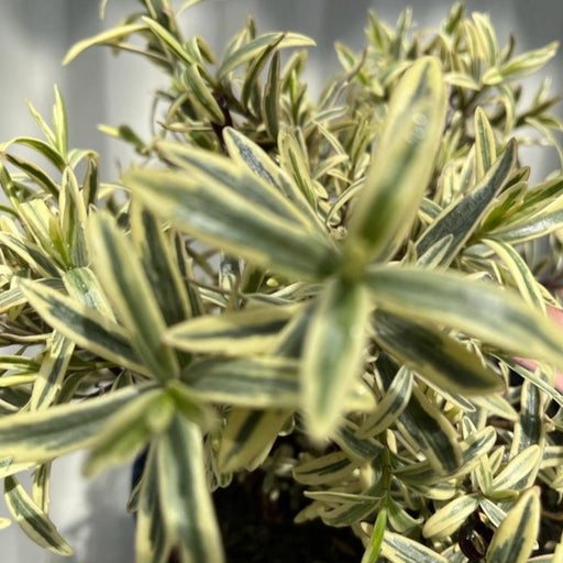 Hebe 'Eyecatcher' 2L -