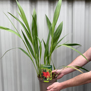 Crocosmia x crocosmiiflora 'Lucifer' 9cm/2L -