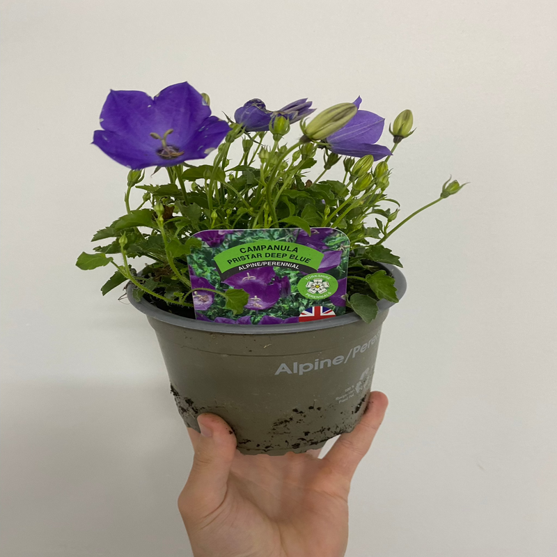 Campanula (Bell Flowerr) Pristar ‘Deep Blue’ 1.5L -