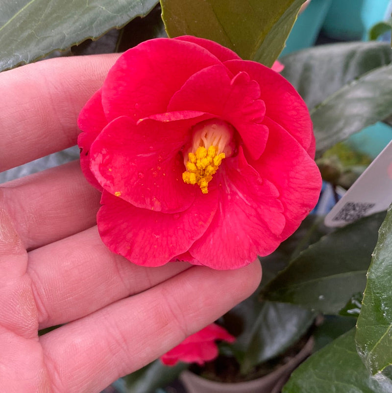 Camellia x Wiliamsi (Hybrid Camellia) 50-60cm -
