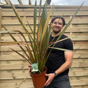 Phormium 'purpurea' 90-100cm 5L -