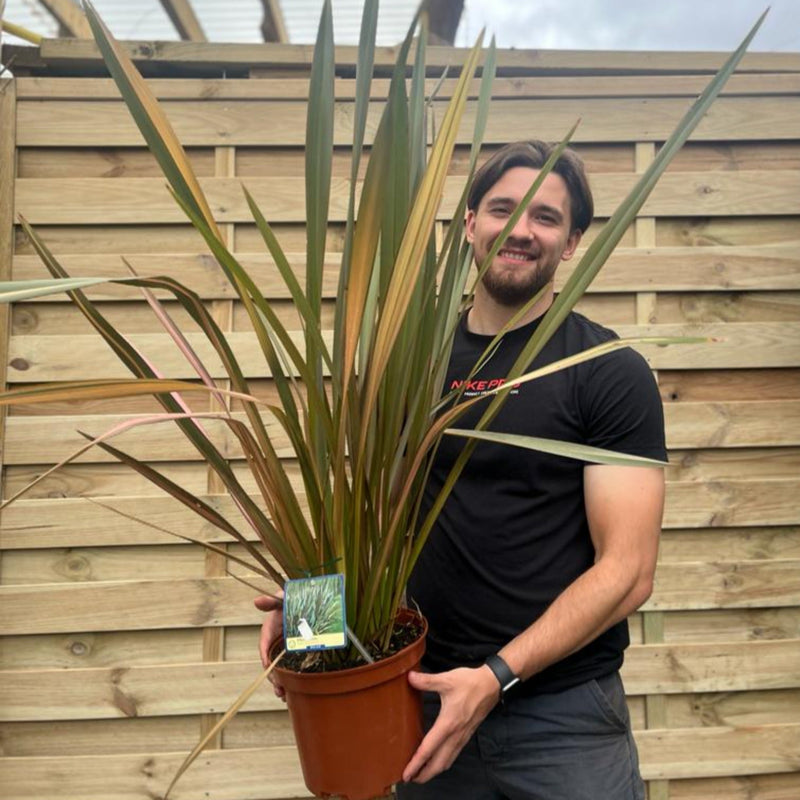 Phormium 'purpurea' 90-100cm 5L -