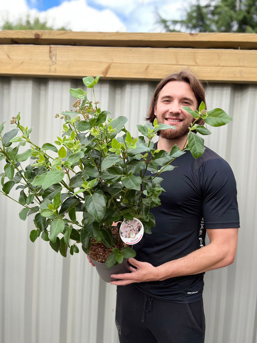 Viburnum tinus 'Eve Price' 9cm-7.5L -