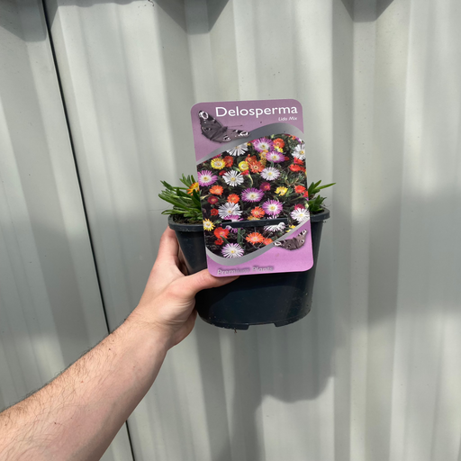 Delosperma 'Lido Mix' (Cooper's Ice Plant) 2L -