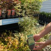 Acer palmatum 'Butterfly' 10.5cm / 2L / 3L -