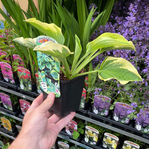 Hosta 'Wide Brim' 9cm/2L -
