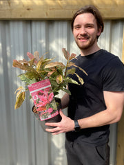 Photinia serratifolia 'Pink Crispy' 3L (Multibuy Offers Available) -