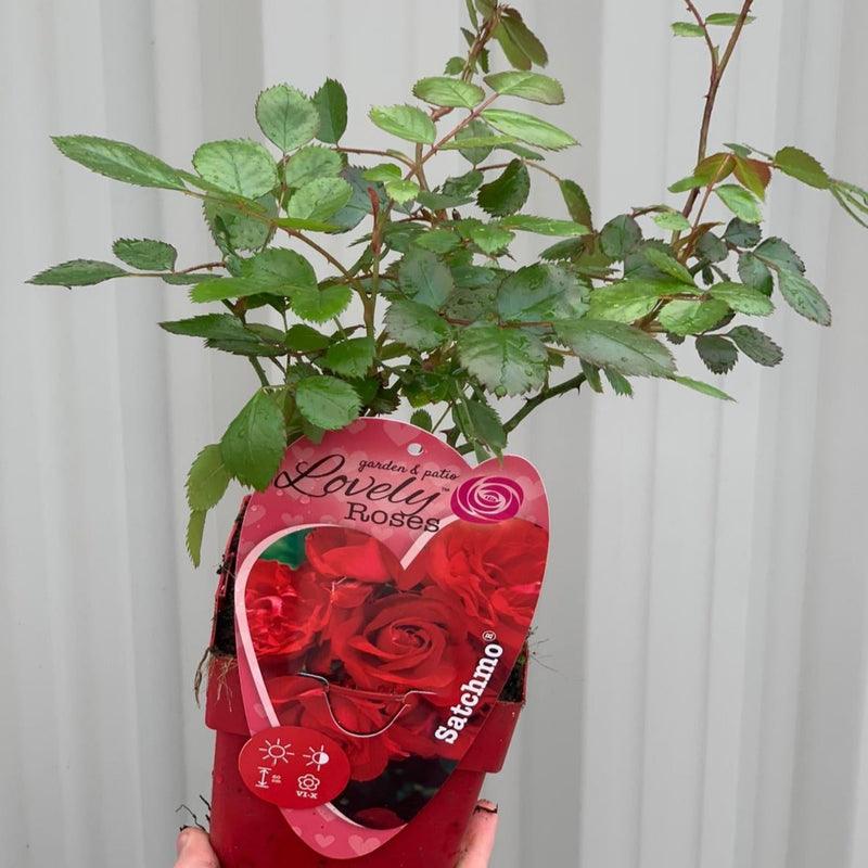 Patio Roses - Statchmo -