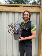 Sambucus nygra 'Black Lace' 9cm / 2L -