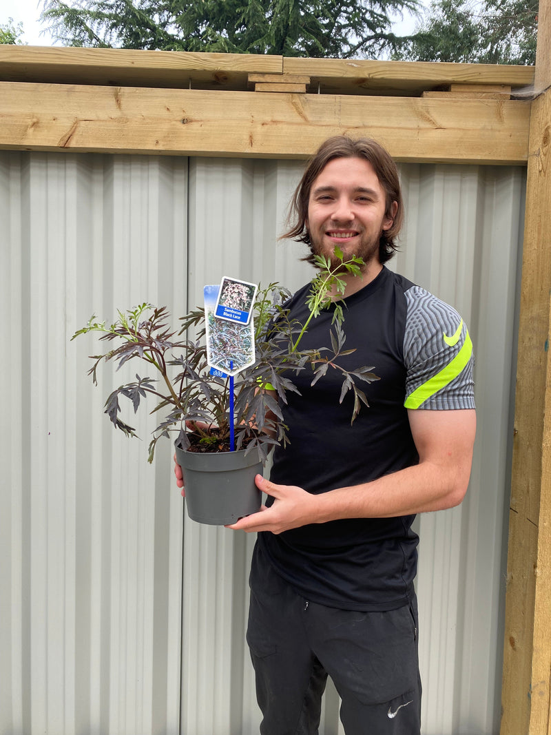 Sambucus nygra 'Black Lace' 9cm / 2L -
