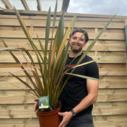 Phormium 'purpurea' 90-100cm 5L -