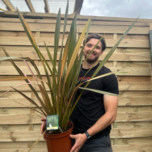 Phormium 'purpurea' 90-100cm 5L -