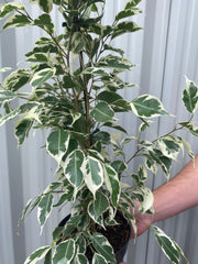 Ficus Benjamina variegated (Weeping Fig) 50-60cm -