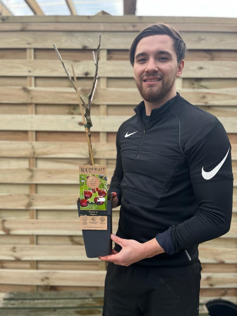 Dwarf Patio Cherry Tree 'Regina' (2 Sizes Available) -