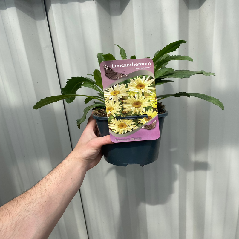 Leucanthemum 'Banana Cream' 2L -