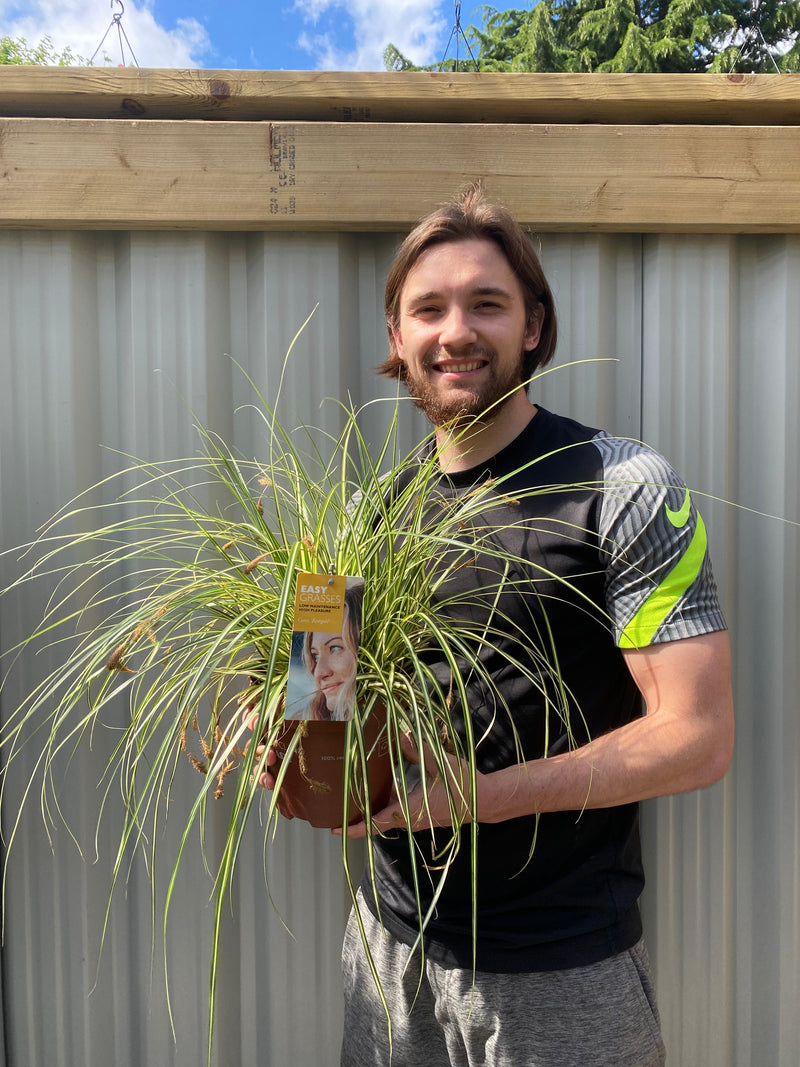 Carex Grass Oshimensis - 'Evergold' 2L -