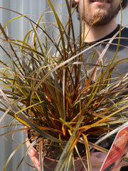 Uncinia 'Rubra' Ornamental Grass 3L -