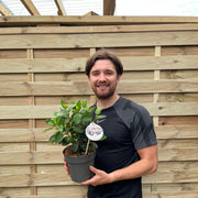 Viburnum tinus 2L / 5L -