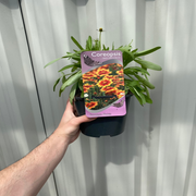 Coreopsis 'Uptick Gold and Bronze' 9cm/2L -