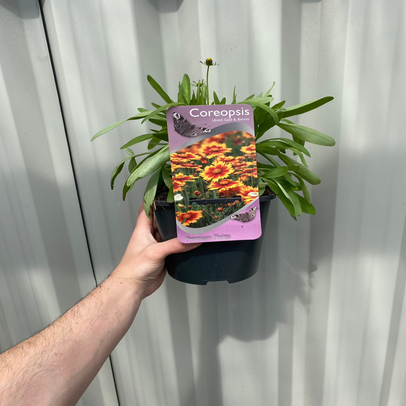 Coreopsis 'Uptick Gold and Bronze' 9cm/2L -