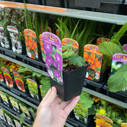 Geranium sanguineum 'Vision Violet' 9cm -