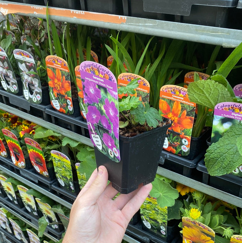 Geranium sanguineum 'Vision Violet' 9cm -