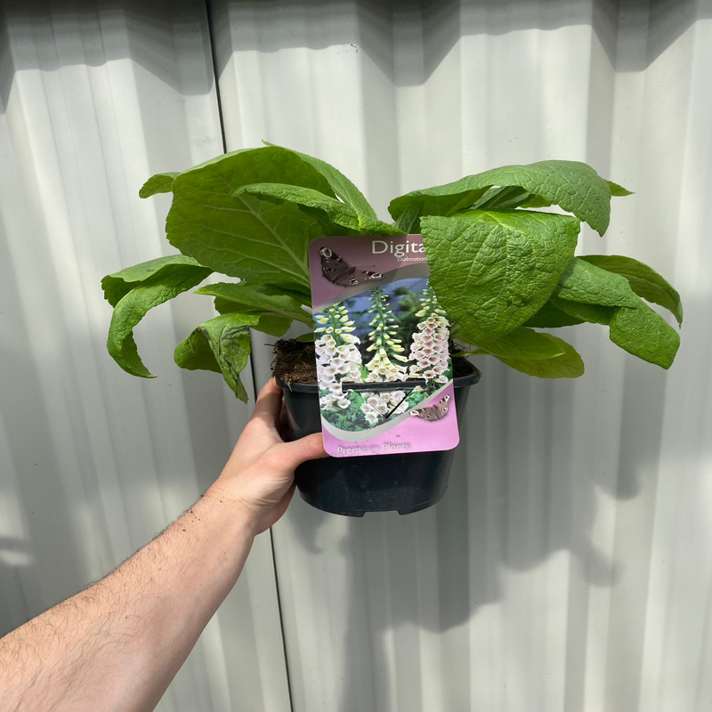 Digitalis 'Dalmatian Cream' (Foxglove) 1.5/3L -