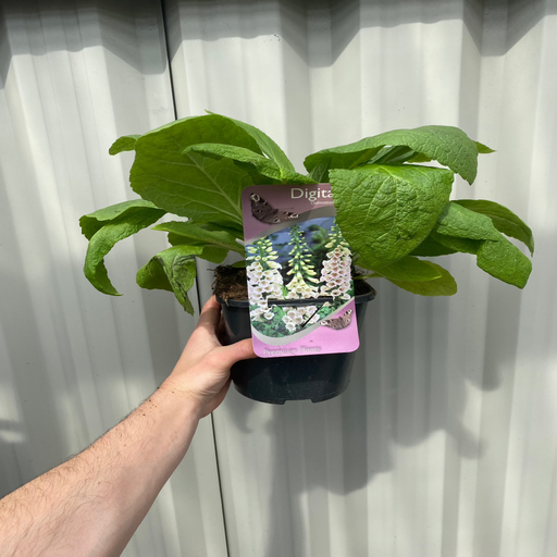 Digitalis 'Dalmatian Cream' (Foxglove) 1.5/3L -