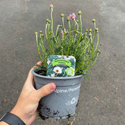 Rhodanthemum - Tangiers 1.5L -