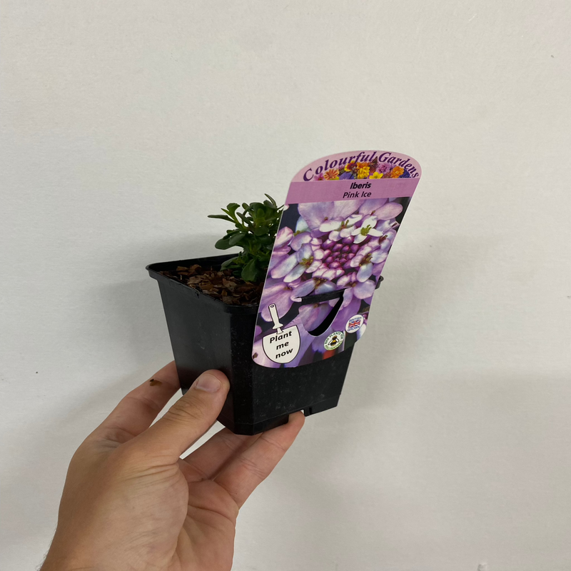 Iberis 'Pink Ice' 9cm / 2L -