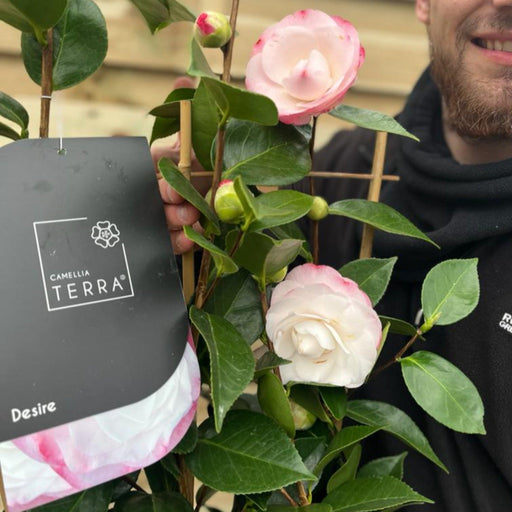 Camellia 'Desire' 9cm / 5L -